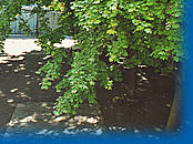 The rooms of our hotel in mulhouse side to the yard have view on the splendid trees of the property